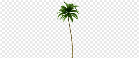 Summer Green And Brown Coconut Tree Illustration Png PNGEgg