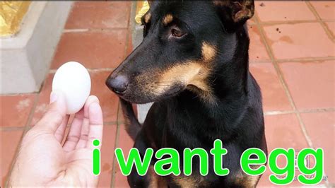 I Want Egg Youtube