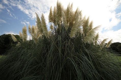 Remove Pampas Grass Tips For Pampas Grass Control And Removal Jardinera Jardines Plantas