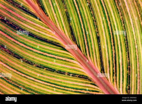 pretoria canna lily canna indica leaf detail stock photo alamy