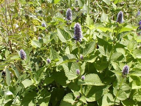 PlantFiles Pictures Anise Hyssop Licorice Mint Agastache Foeniculum