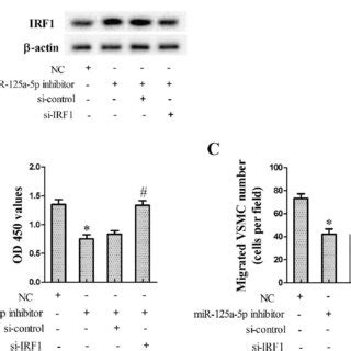 Interference Of Mir A P Inhibited Vsmcs Proliferation Vsmcs Were