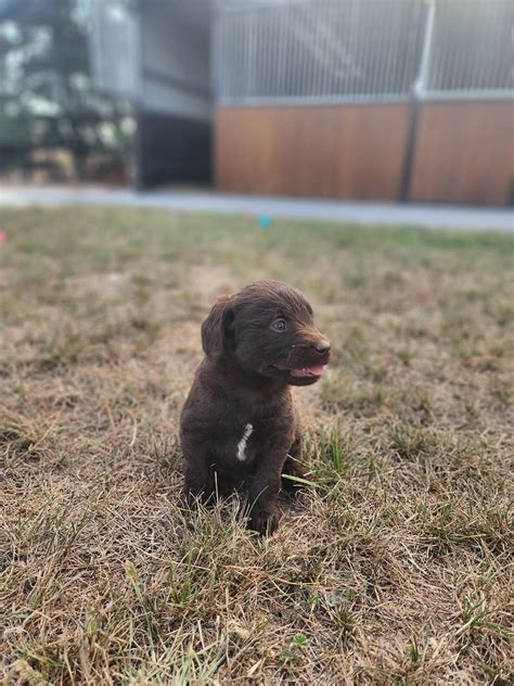 Labradoodle Puppies Sydney Gallery | Mon Amour Oodles