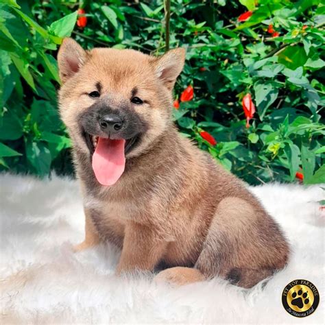 Únete A La Familia Shiba Inu Marketplace Colombia