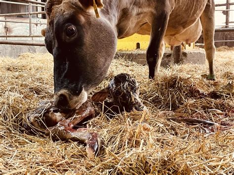 Fresh Cows Milk Fever Dairy