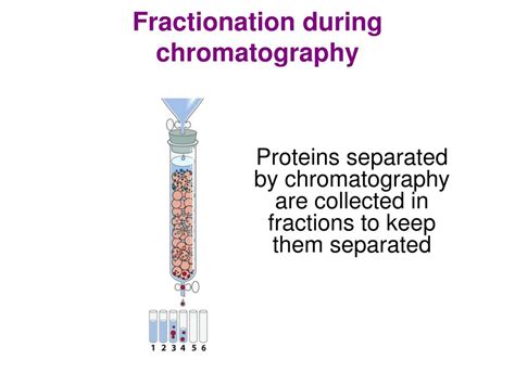 Ppt Methods Of Protein Purification Powerpoint Presentation Free