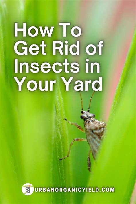 How To Get Rid Of Insects In Yard Insects Lawn Care Tips Lawn