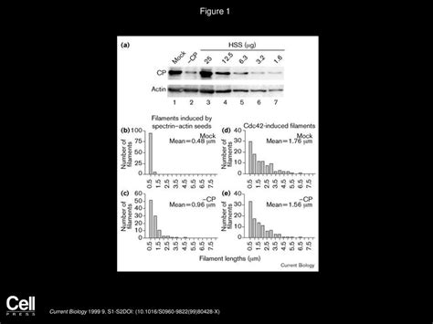 Cdc42 Induced Actin Filaments Are Protected From Capping Protein Ppt