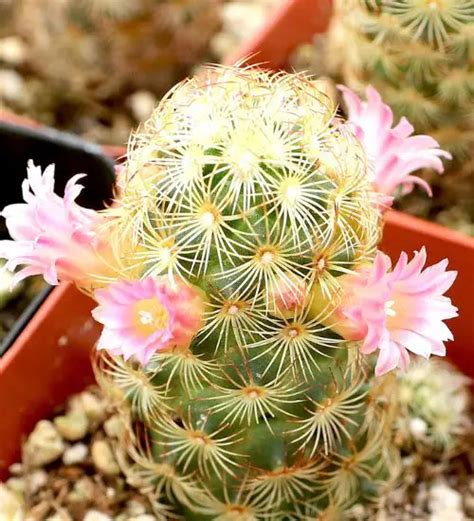 Mammillaria Elongata Succulent Guide