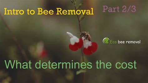 Intro To Bee Removal What Determines The Cost Part 2 YouTube