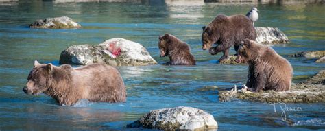 Chilkoot River Private Tour - T Ganner Photography