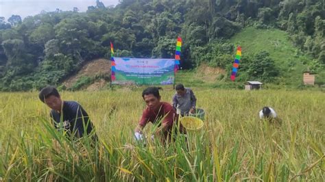 Relokasi Tahun Pertama Masyarakat Pemukiman PLTA Mentarang Induk Panen