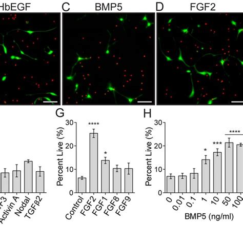 Cortical Astrocytes In Vivo Display Smad1 5 8 Pathway Activation During