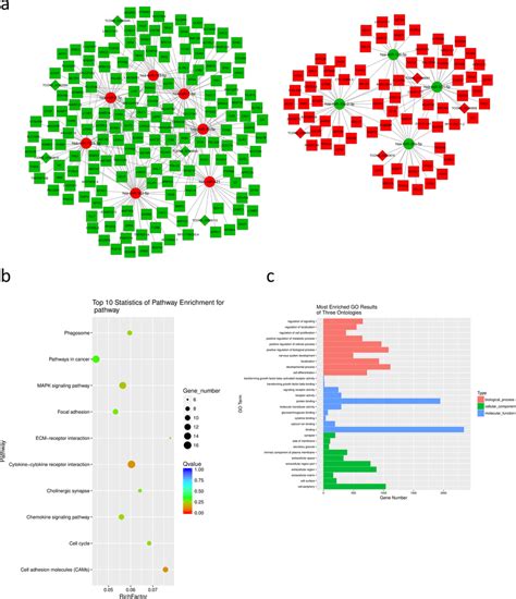 Predicted Cerna Networks Based On The Rna Expression Profiles In Sclc