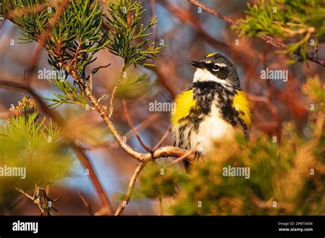 Male Yellow Rumped Warbler At First Light During Spring Migration Stock