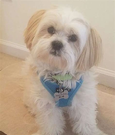 Be Cool Adopt From Lend A Helping Paw Shih Tzu Rescue Lend A Helping