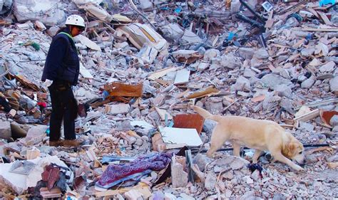 Terremoto in Centro Italia unità cinofile pronte a partire per l Umbria