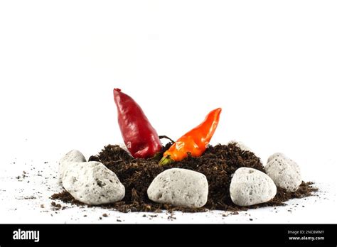 Conceptual Representation Of Hot Home Grown Chillies On The Ground Stock Photo Alamy