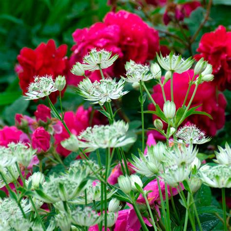 Astrantia Major White Giant White Flower Farm