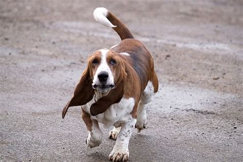 Basset Hounds Running Basset Hound Basset Bassett Hound