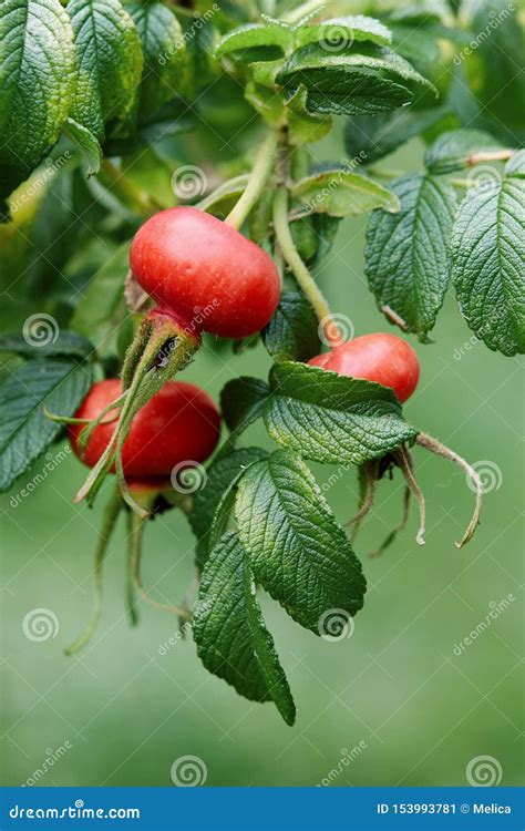 Rose Hips On Wild Rose Bush Stock Image Image Of Green Hips 153993781