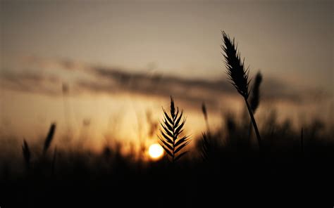 Wallpaper Sunlight Sunset Nature Reflection Sky Plants Field Silhouette Branch