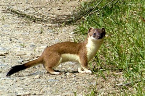 Which Weasel? | Outside My Window