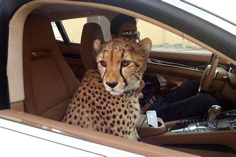 CHEETAHS ARE NOT PETS - Infinite Safari Adventures blog | Infinite ...