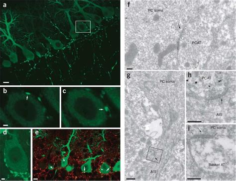 purkinje cell local axon collaterals establish synapses