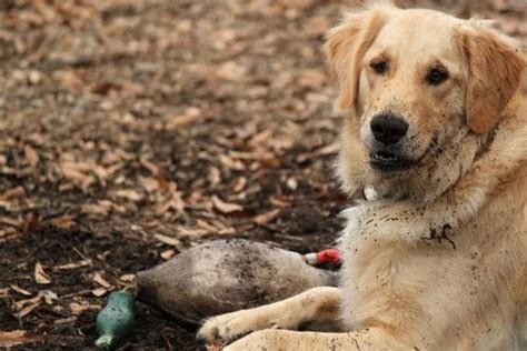 5 Duck Hunting Dog Breeds You Need to Know - Daily Shooting | Shooting Tips And Reviews