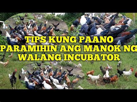 TIPS KUNG PAANO MAGPARAMI NG MANOK NG WALANG INCUBATOR YouTube