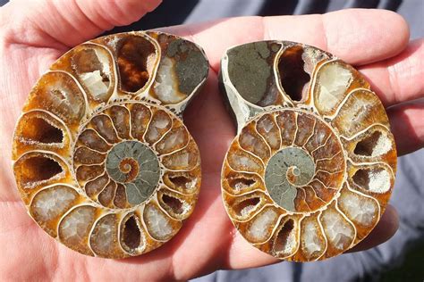 Ammonite Mollusque C Phalopode Fossile Grammes Wow Chf Kaufen