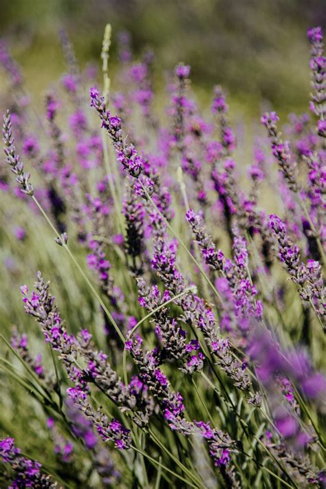 Lavandula X Intermedia Phenomenal Plants To Your Door