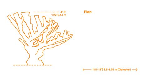 Elkhorn Coral Acropora Palmata Dimensions Drawings Dimensions