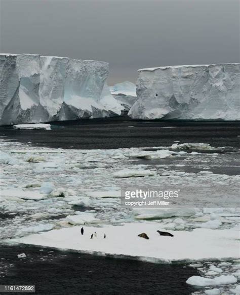 53 Adelie Penguin Migration Stock Photos, High-Res Pictures, and Images ...