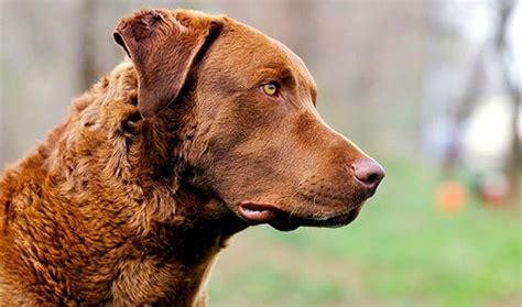 ¿cómo Es Un Retriever De Chesapeake Todo Sobre La Raza