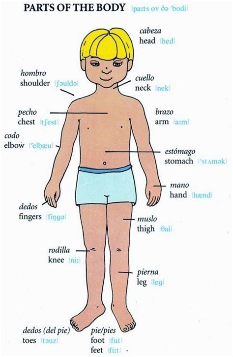 partes del cuerpo en ingles y español Yahoo Image Search Results