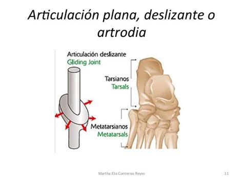 Diartrosis ARTRODIA ARTICULACIÓN METATARSIANA Articulacion