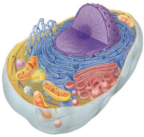 Eukaryote Organelles Diagram | Quizlet