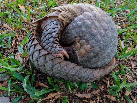 Habitat assessment and public engagement for pangolin conservation - Pangolin Crisis Fund