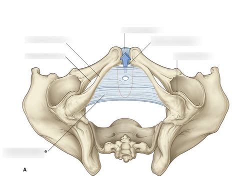 Diagram Symphysis Pubis Quizlet