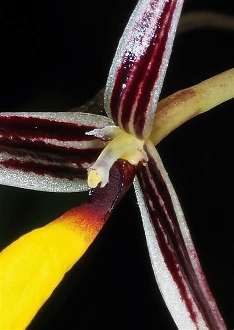 Bulbophyllum Speciosum