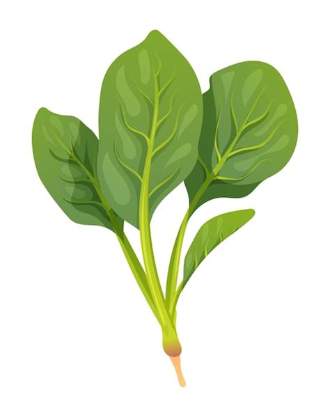 Premium Vector Spinach Vector Illustration Fresh Vegetable Isolated