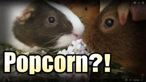 Guinea Pig Eat Popcorn Atelier Yuwaciaojp