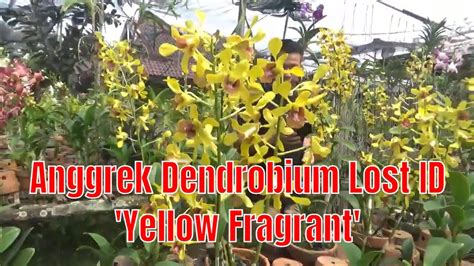 Anggrek Dendrobium Lost Id Yellow Fragrant Youtube