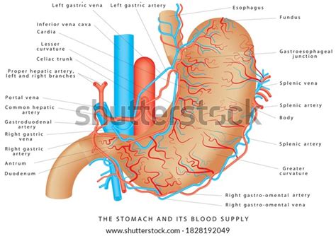 Stomach Blood Supply Stomach Vasculature Stomach Stockvector