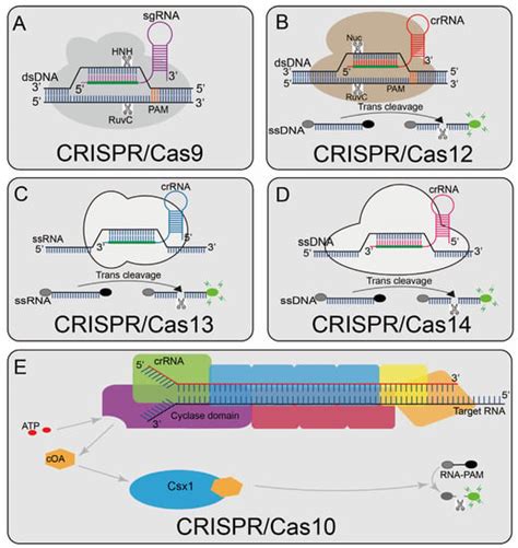 Diagnostics Free Full Text Application Of CRISPR Cas Systems In The