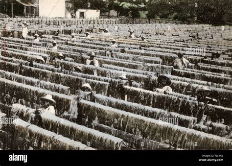 Yucatan Peninsula, Mexico, Central America - Drying Henequen Stock Photo - Alamy