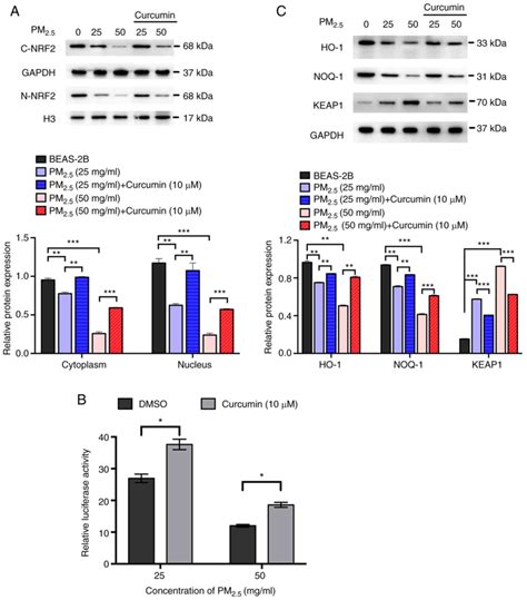 Curcumin Protects BEAS2B Cells From PM 2 5 Induced Oxidative Stress