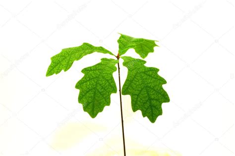 Oak sapling with green leaves — Stock Photo © belarry #10380905